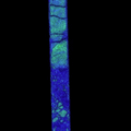 Exp.316-C0004D-28R-2