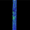 Exp.316-C0007D-28R-1