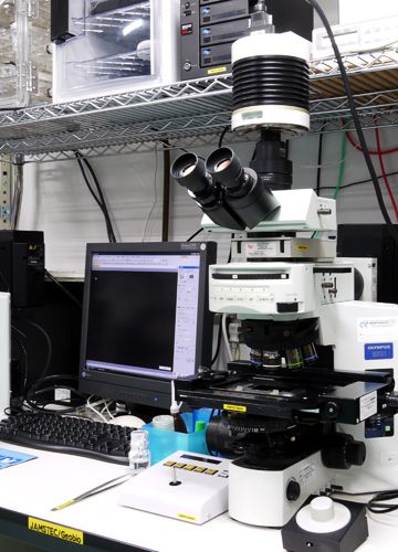Fluorescent microscopy
